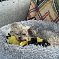 New Richmond Veterinary Clinic ico