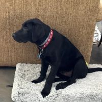 Fur Barn Veterinary Clinic ico