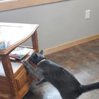 Hay River Animal Hospital ico