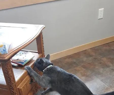 Hay River Animal Hospital