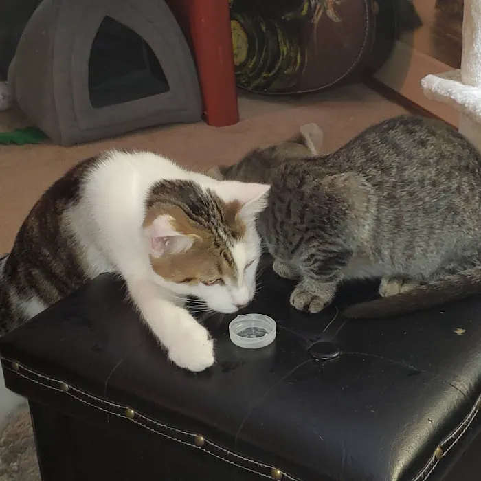 Homestead Veterinary Clinic Picture 9