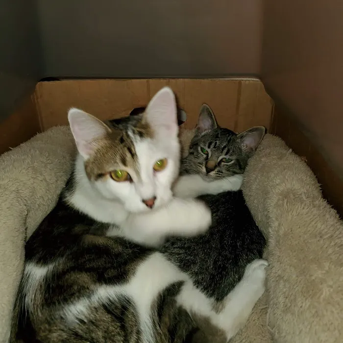 Homestead Veterinary Clinic Picture 7