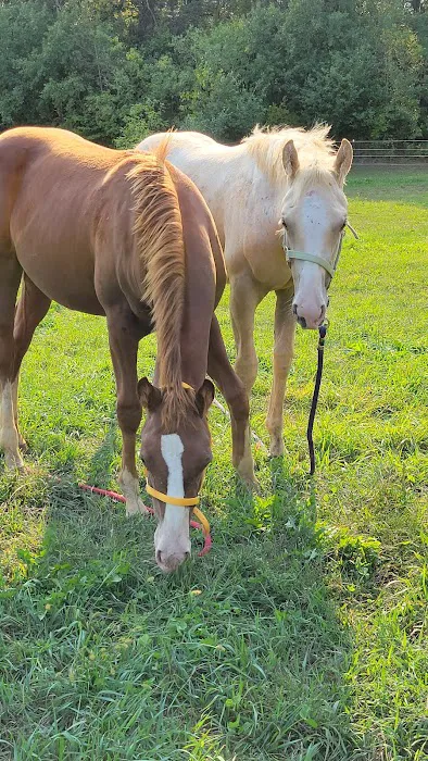 Pleasant Valley Equine Vet Service, LLC Picture 1