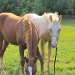 Pleasant Valley Equine Vet Service, LLC