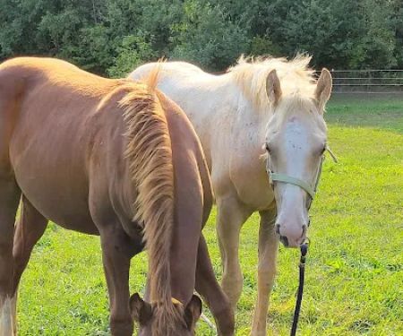 Pleasant Valley Equine Vet Service, LLC