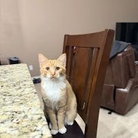 Purple Cat Vet - Baldwin, WI ico