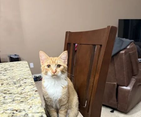 Purple Cat Vet - Baldwin, WI