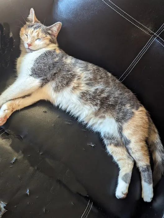 Purple Cat Mobile Veterinary Clinic Picture 2