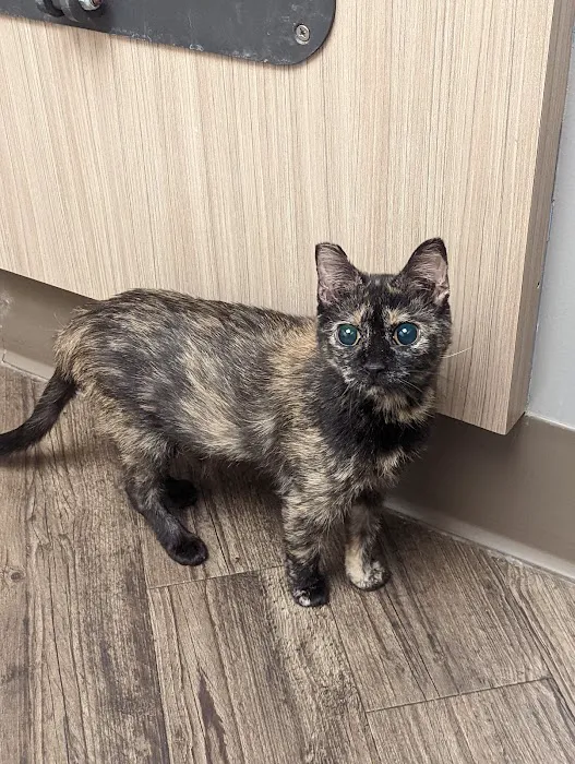 Purple Cat Mobile Veterinary Clinic Picture 3