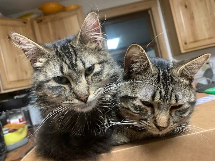 Purple Cat Mobile Veterinary Clinic Picture 1