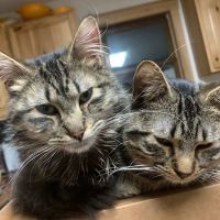 Purple Cat Mobile Veterinary Clinic ico