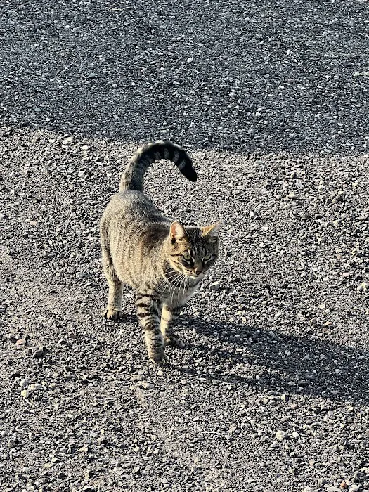 Purple Cat Mobile Veterinary Clinic Picture 4