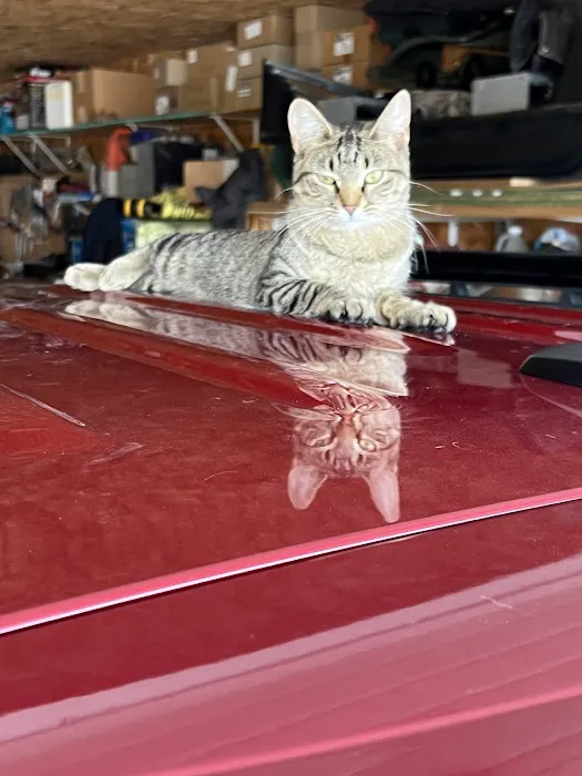 Purple Cat Mobile Veterinary Clinic Picture 7