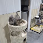 Princeton Pet Hospital
