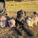 Big Lake Area Veterinary Hospital