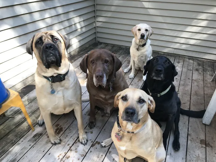 Big Lake Area Veterinary Hospital Picture 5