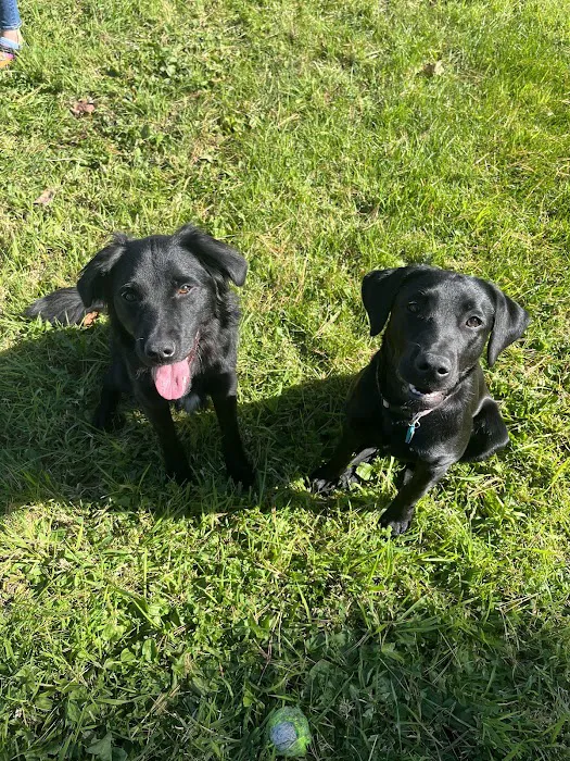 Sirius Veterinary Care Picture 4