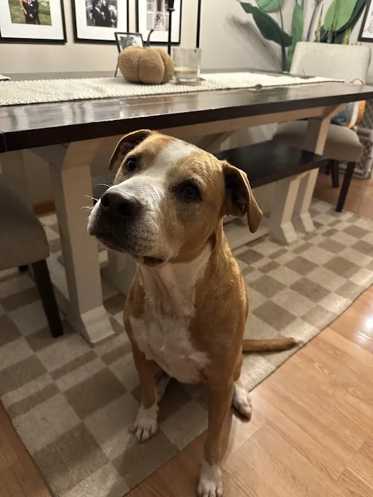 Sirius Veterinary Care Picture 8