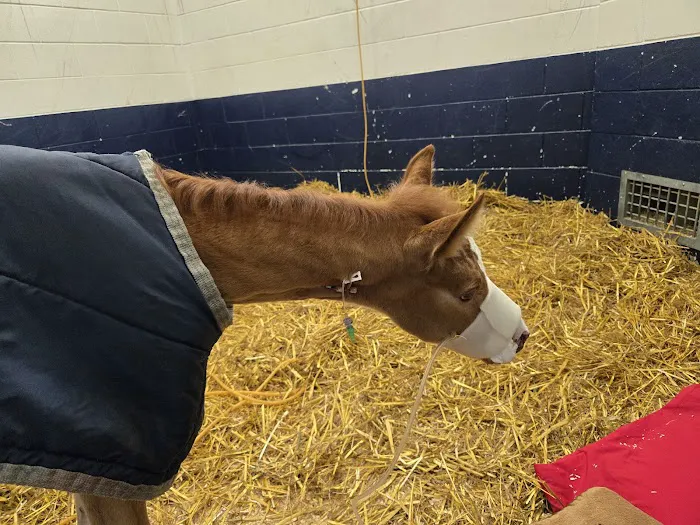 Anoka Equine Veterinary Services Picture 1