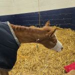 Anoka Equine Veterinary Services
