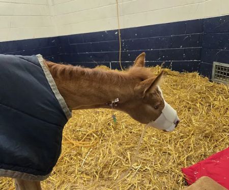 Anoka Equine Veterinary Services