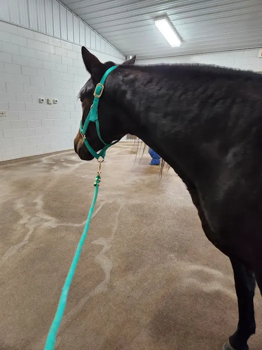 Anoka Equine Veterinary Services Picture 3