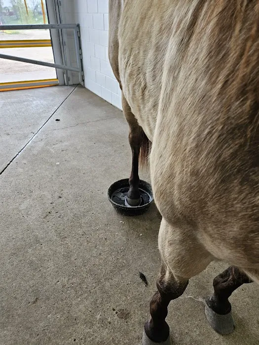 Anoka Equine Veterinary Services Picture 4