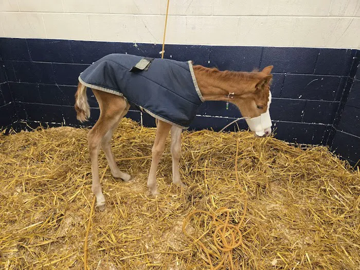 Anoka Equine Veterinary Services Picture 8