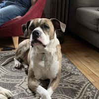 BestFriends Veterinary Clinic ico