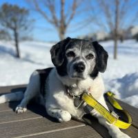 Rogers Pet Clinic ico
