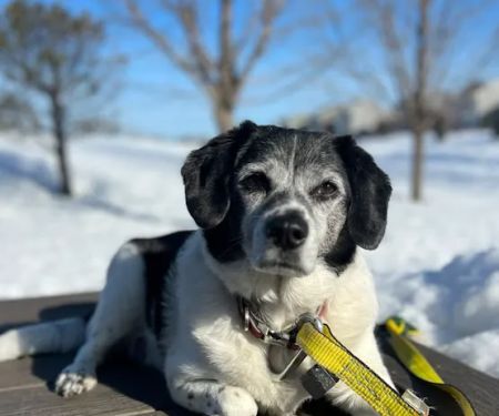 Rogers Pet Clinic