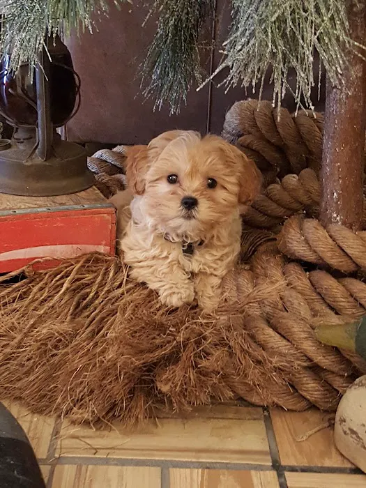 Rogers Pet Clinic Picture 4