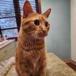 Pet Nation Veterinary Care Center