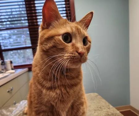 Pet Nation Veterinary Care Center