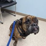 Mille Lacs Veterinary Clinic at Foley