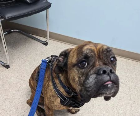 Mille Lacs Veterinary Clinic at Foley