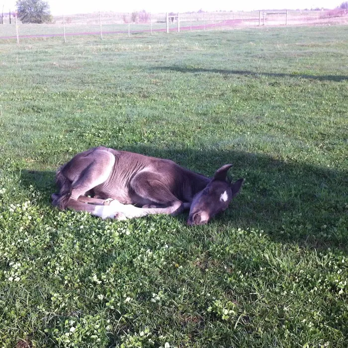 Mille Lacs Veterinary Clinic at Foley Picture 6
