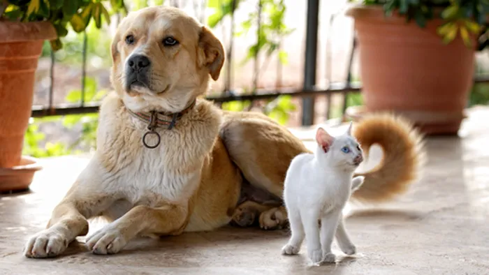 Cokato Veterinary Services Picture 3