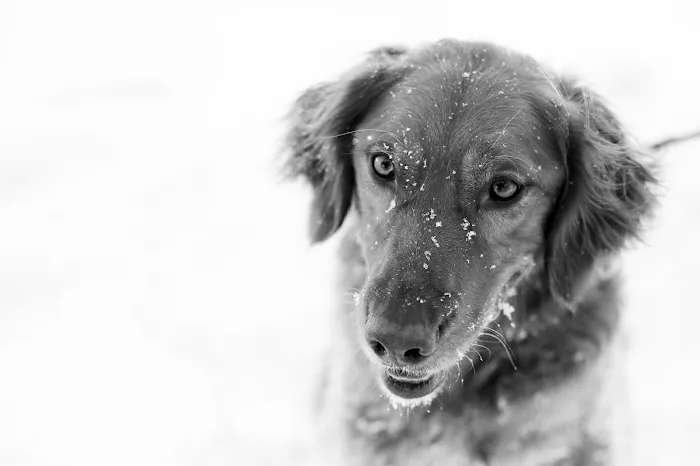 Associated Veterinary Clinic Picture 3