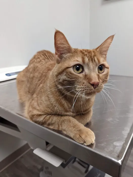 Lifelong Veterinary Clinic Picture 1