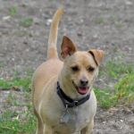 Animal Medical Center On Crow River