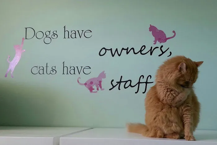Hutchinson Pet Hospital: Roffey Kristen DVM Picture 2