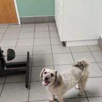 Hutchinson Pet Hospital ico