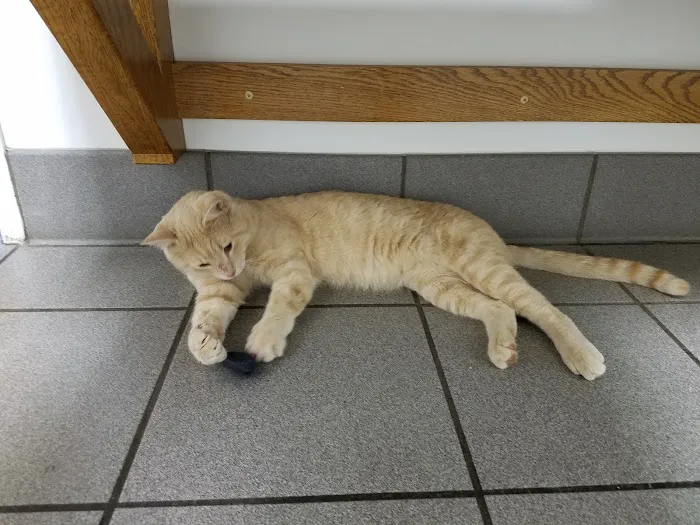 Hutchinson Pet Hospital Picture 6