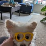 ShotVet @ PetSmart
