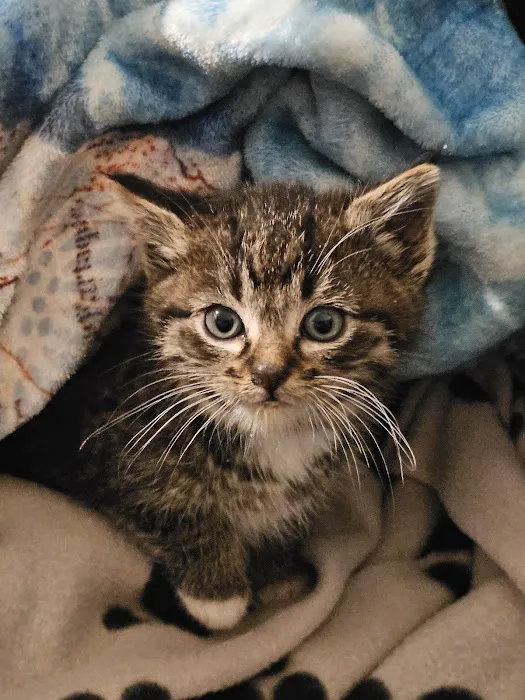 Monticello Pet Hospital Picture 1