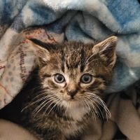 Monticello Pet Hospital ico