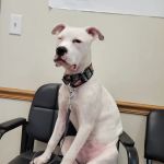 Maple Lake Veterinary Clinic