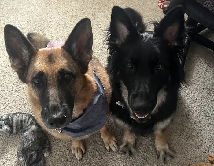 All Paws Vet Clinic Picture 1