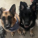 All Paws Vet Clinic